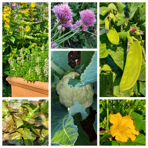 groentjes uit de tuin